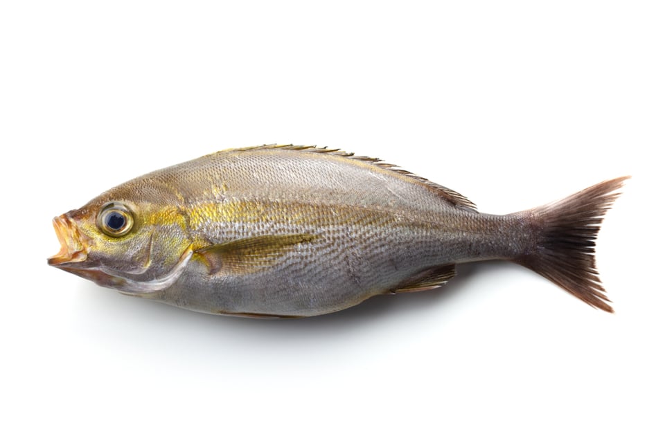 イサキのさばき方 初心者向けの標準的な魚 具体的な手順を紹介 コジカジ