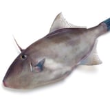 カワハギの肝の処理方法は 簡単な血抜きの方法や注意点も解説 コジカジ